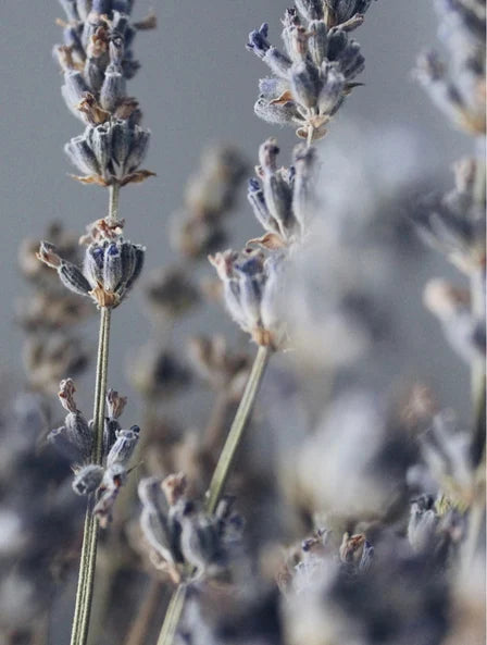 Sojawachskerze, Lavendel