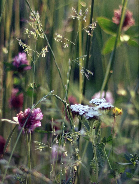 Sojawachskerze, Wildblume