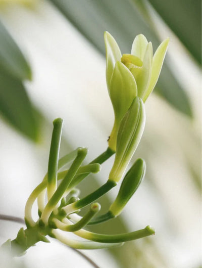 Baby Schaumwaschgel