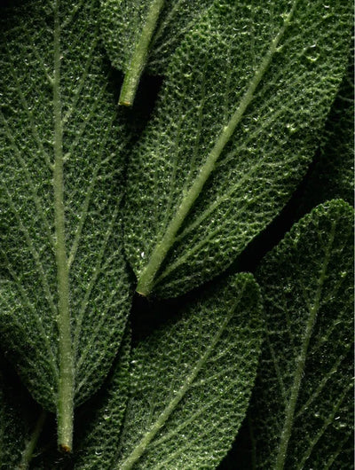 Omega 6-9 Glowing Skin Körperöl